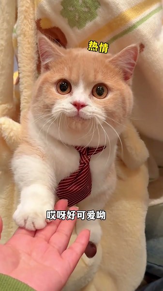 天呐!隔着屏幕我都能闻到他身上的奶味... #小奶猫的成长日记 #万物可爱计划 #喝奶我是认真的