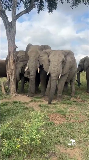 The elephants squeezing together in a shady spot 🐘