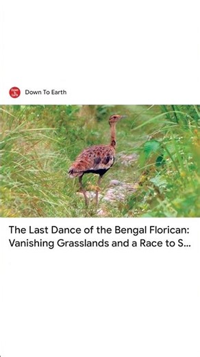 The Last Dance of the Bengal Florican:Vanishing Grasslands and a Race to/#trending/#viral.