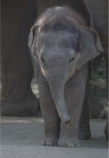 Baby Rita Jean: The Adorable Elephant Star