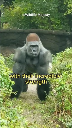 How much weight can a gorilla lift or carry?