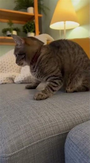 Cat Farts, Scares Itself, and Yeets Off the Couch 😺💨😳