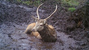 38K views · 168 reactions | 歷 For some much needed Winter Cheer watch these joyful Exmoor deer, having a splashing time in the mud ! 歷 (For more 'Wild Wallow Cams' videos see Langbein Wildlife ytube channel) | Langbein Wildlife | Facebook