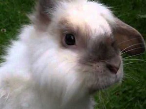 NANNIES 4 PETS