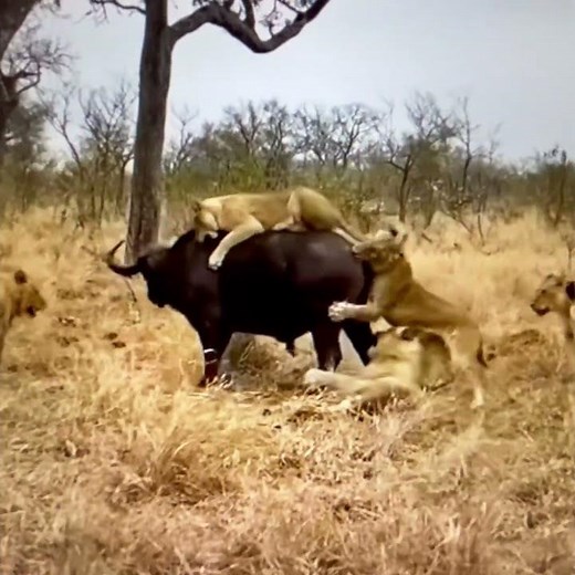 Brave Cape Buffaloes save their friend from Lions attack. Must-see wildlife footage!