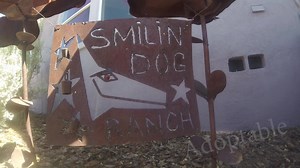 16K views · 188 reactions | Meet our adoptable bonded pair Simba and...