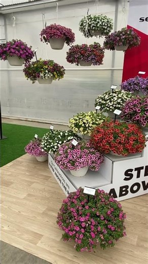 Be a step above with Selecta Calibrachoa! #flowers #garden #gardening #gardenflowers #flowergarden