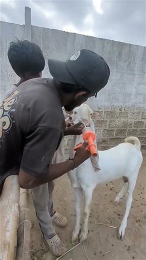 Feeding chacha #thebrosfarm