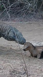 Where should I run-#komodo #komododragon #fyp #wildlife #wildanimals #komododragon #komodo #komodoisland #labuanbajo #indonesia #komodotrip #komodonationalpark #labuanbajotrip #komodotour #pulaukomodo #flores #wonderfulindonesia #opentripkomodo #sailingkomodo #tripkomodo #nature #padarisland #wildlife #exploreindonesia #lizard #pinkbeach #pesonaindonesia #reptile #photography #travel #komododragons #sailkomodo #reptiles #reelsvideo #reelfb | Komodo Life