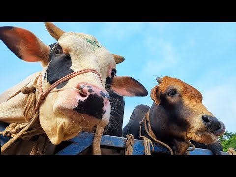 cow unloading, cow videos, cow video, animal, big cow, goru hamba cow, Ep-19
