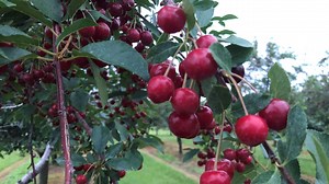 Pick-your-own cherry harvest underway in Door County
