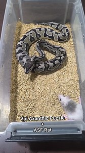 2025 Ball Python Vpi Axanthic Puzzle 0.1 #TeamHilas #teamhilaskoreananghilas #teamkoreananghilas | UGround Exotics