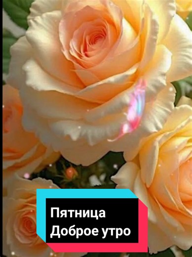Доброе утро пятницы — пожелания хорошего настроения