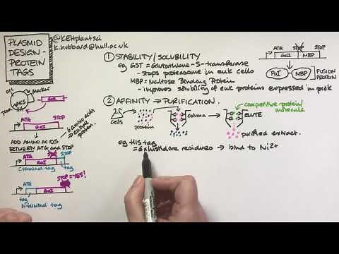Plasmid design - protein tags