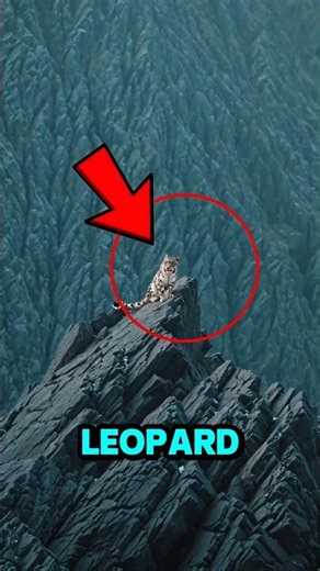 The Rarest Leopard on Earth ❄️🐆