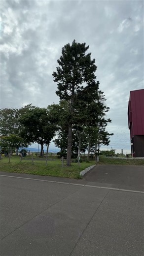近所の公園にムクドリの群れㄟ( ･ө･ )ㄏ