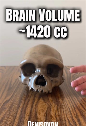 Looking at the skulls of ancient humans (Dmanisi 5, Harbin Cranium, Herto Man) thanks to @Marvin Sevilla #evolution #learnontiktok #3dprinting #science #archaeology