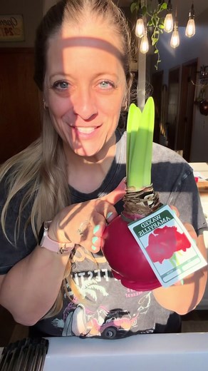 How to Plant a Waxed Amaryllis Bulb After Blooming