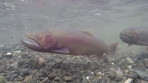 November trout stocking schedule for the Salmon Region - Local News 8