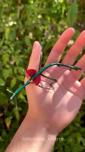 895K views · 48K reactions |  Metallic Stick Insect ✨  :...