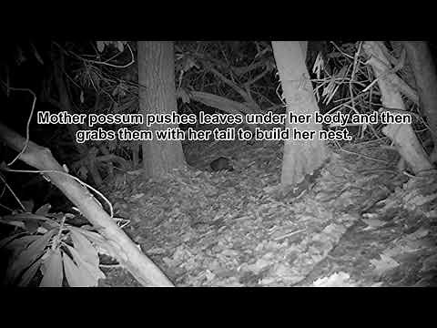 Did you know? Possums have a unique technique for nest building!