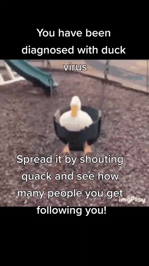 quack #duck #virus #duckvirus #infection #duckcult #allhailducks #duuck #duckchick #duckyes