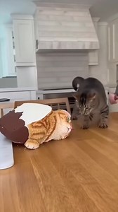 1M views · 5.8K reactions | Funny Cat cake prank gone wrong 藍 #viralreelsfb #funnycat #fbcats | Zoie Ai Anatomy | Facebook