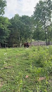 #rufusthebull #redfordthebull | Love Bulls