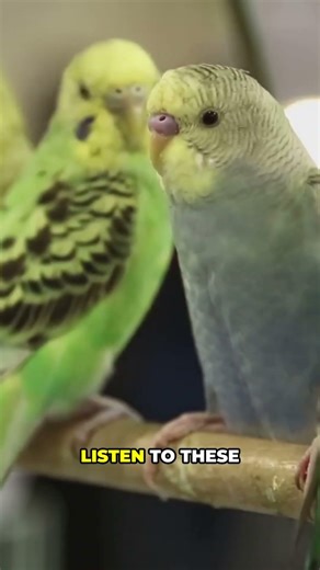 The Bird That Understands Another Species’ Language