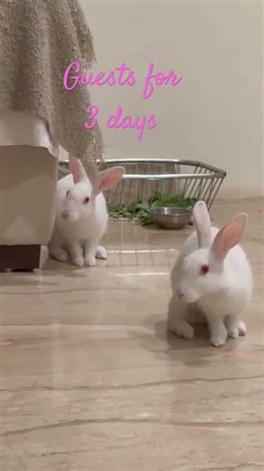 Fostering rabbits for a few days #punjabisong #newsong #newmusic #indianblogger