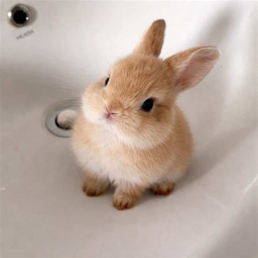 Adorable Bunny Edit Compilation