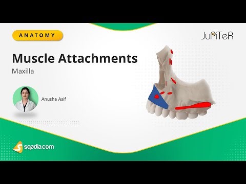 Maxilla Bone | Muscle Attachments | Location and Function Anatomy Lecture for Medical Students