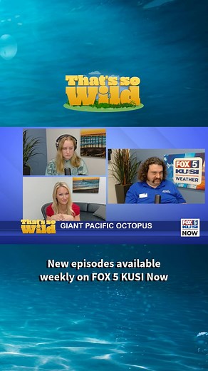 On this week’s episode of That’s So Wild, Kaitlen Daigle and Lauren Phinney bring back Chris Emmet, senior life support systems aquarist from the Birch Aquarium at Scripps, to talk about the Giant Pacific Octopus. | FOX 5 San Diego