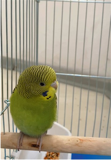 Cutest 🦜bird#fyp #bird #cutebirds #birdsoftiktok #viral