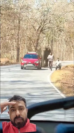 Tourists run for their lives to evade charging elephant 🐘