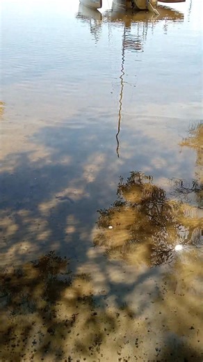 7.3K views · 202 reactions | It was another lovely morning at Lake Cootharaba. | People of Pomona | Facebook