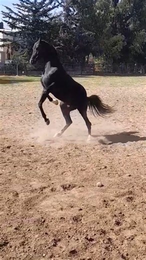 Beautiful horse displaying amazing spirit #شباب_البومب13 #caballos #лошади #يوميات_ترند #horselov
