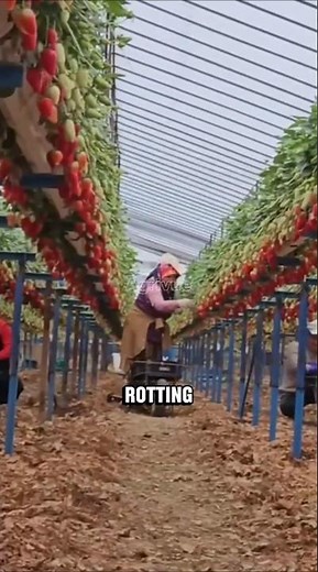 Hanging Hydroponic Strawberries: Clean, Healthy & Easy to Harvest!