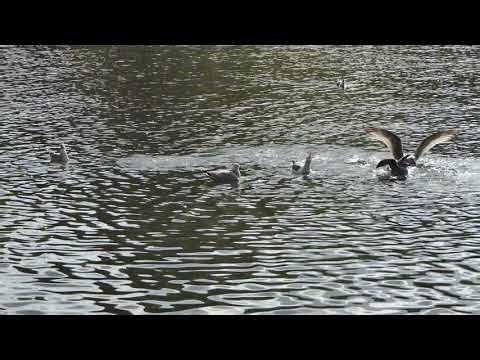 A gull's meal disturbed