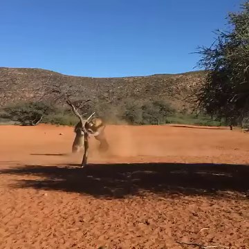 38M views · 4K shares | An epic fight between two lions in the Kalahari. Via Tswalu Kalahari  Rodger Bowren | Africa Geographic | Facebook