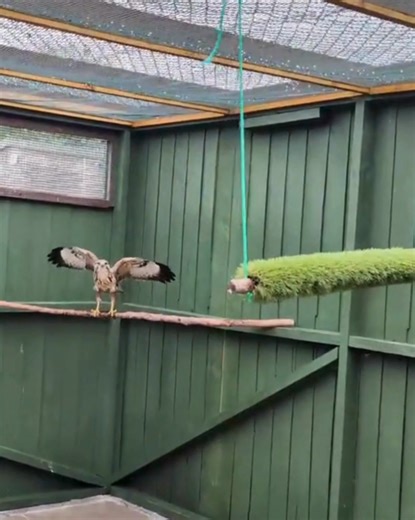 1.9K views · 81 reactions | ✨ Buzzard Update ✨ The “water trough...