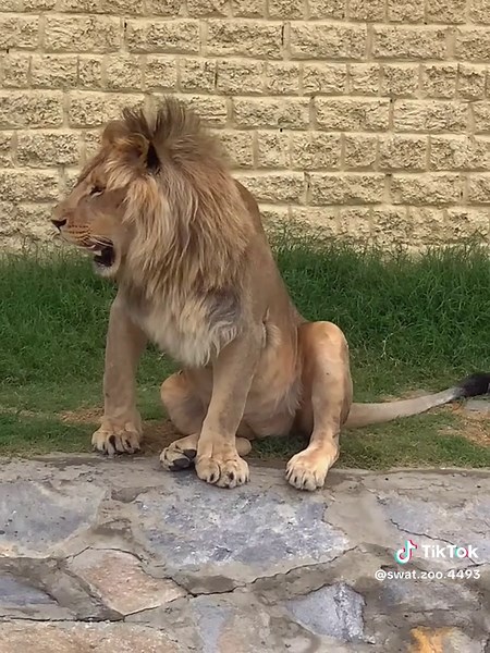 Swat Zoo on TikTok