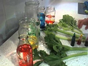Experiment colouring celery