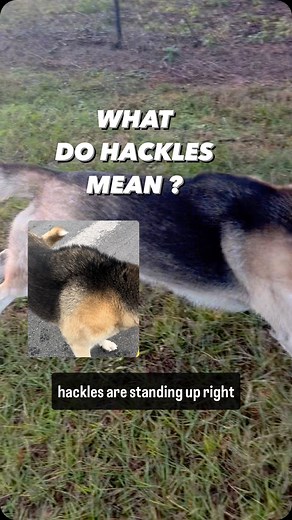 Todd Langston on Instagram: "HACKLES The most common interpretation of hackles going up on a dog is aggression. Hackles mean the hair between the shoulder blades down the back and through the base of the tail that can stand on up like goosebumps due to different forms of stimulation. Nervousness can trigger it, dominance can trigger it, surprise can trigger it, and play can trigger it. To understand the meaning in your dog you don't have to guess, just look what happens in the moment following t