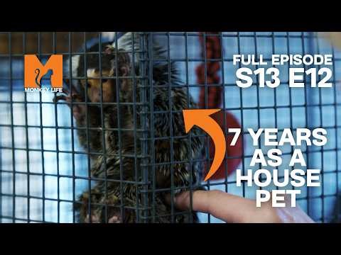 Alison's Double Rescue Mission | Monkey Life Season 13 EP 12 | Monkey Life