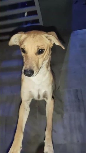 time🤣 #ytshorts #shortsfeed #shortsviral #dogshorts #dogloversdog #ytfeedshorts #streetdog