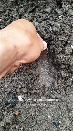 Wait… This Tiny Worm Makes Soil Alive.