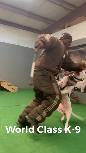 Bruna brings him down ! Strong World Class trained Dogo Argentino female . #dogoargentino #dogoftiktok #familyprotection #dogtraining #dogoargentinopuppies