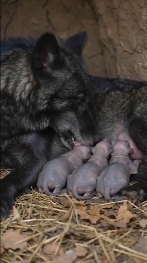 wolf giving birth in a forest #shorts #Wolf #givingbirth #WolfPups #Wildlife #animals