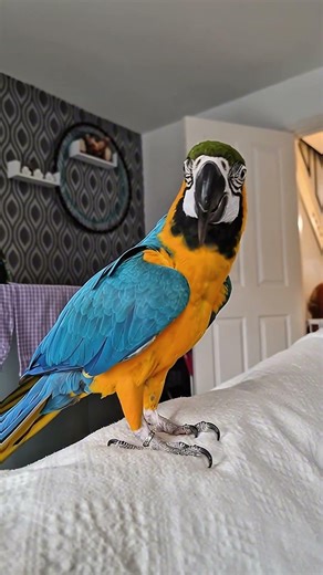 my pretty parrot! #ParrotTalent #ParrotTraining #TalkingParrot #BirdTricks #SmartBird